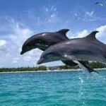 dolphin